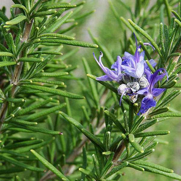 Rosemary Essential Oil Rosemary Essential Oil
