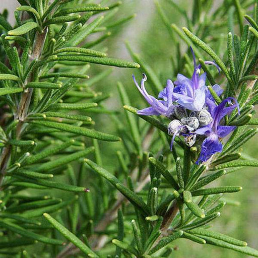 rosemary plant seeds online Buy Rosemary