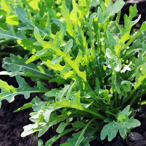 rocket plant seeds Buy Rucola Cultivated, Rocket Cultivated