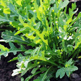 Rucola Cultivated, Rocket Cultivated - Herb Seeds