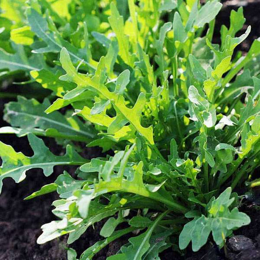 rucola cultivated - herb seeds