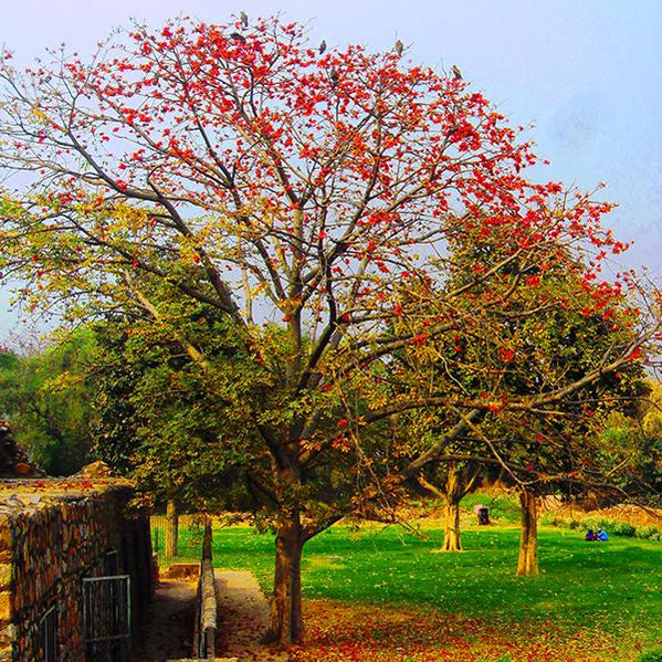 Buy Flowering Tree and Shrub Seeds online from Nurserylive at lowest price.