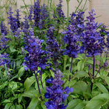 Salvia farinacea Blue - Flower Seeds