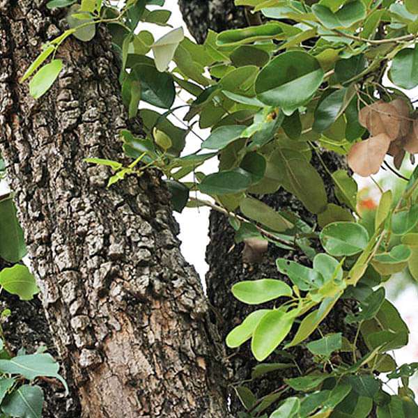 sandalwood plant seeds Buy Sandal Wood Red, Chandan Red