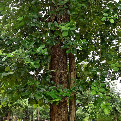 Medicinal Plants: Santalum album, Chandanam, Sandalwood