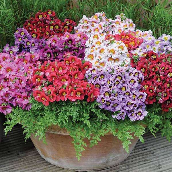 Buy Schizanthus Angel Mixed Color