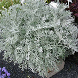 Silver Dust, Cineraria maritima - Flower Seeds
