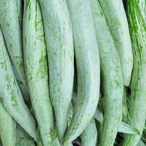 snake gourd chachinda - desi vegetable seeds