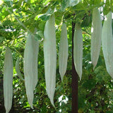 Snake Gourd Chichinda - Vegetable Seeds