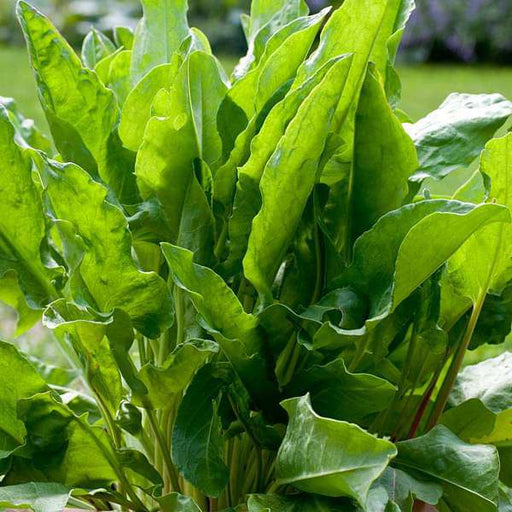 sorrel herb - herb seeds