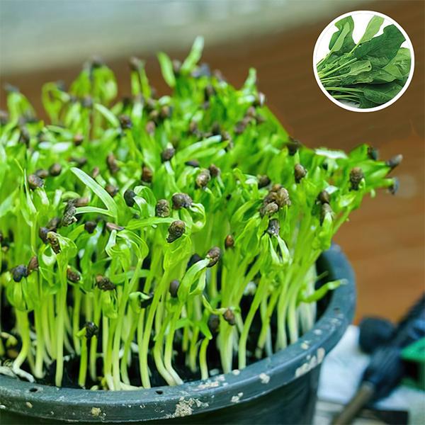 spinach green sprouts - microgreen seeds