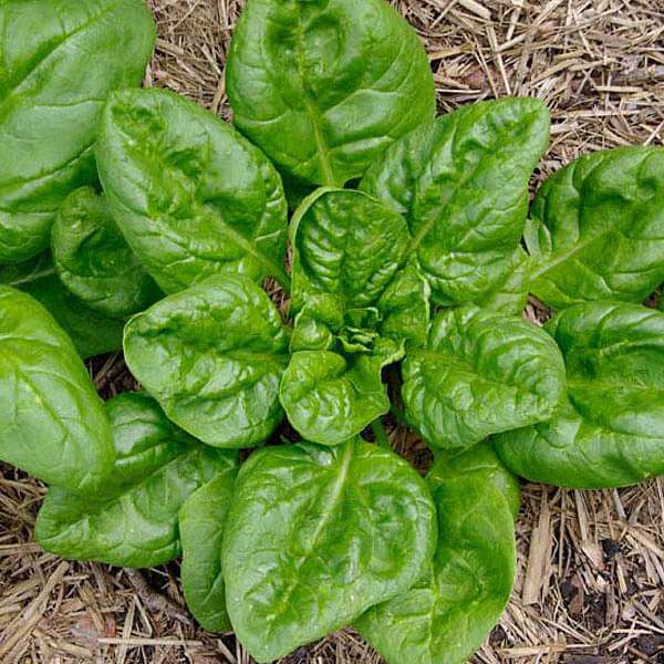 spinach italian matador - vegetable seeds
