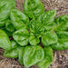 spinach italian matador - vegetable seeds