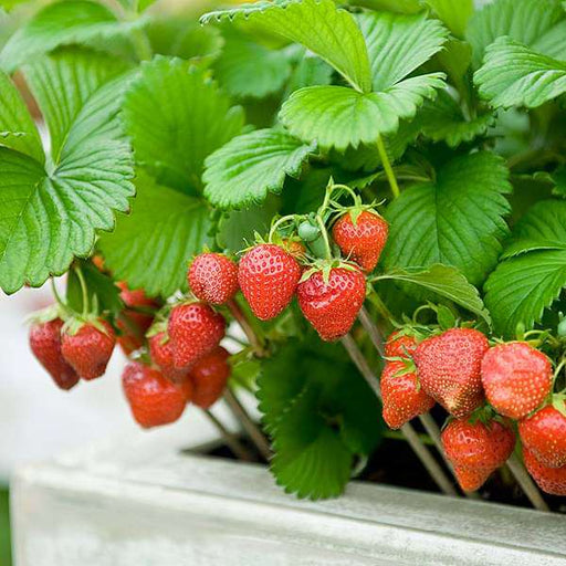 strawberry - fruit seeds