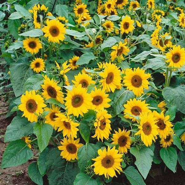 Ric 3: 50 Pcs Dwarf Sunflower Seeds, Bonsai Dwarf Sunflower Seeds