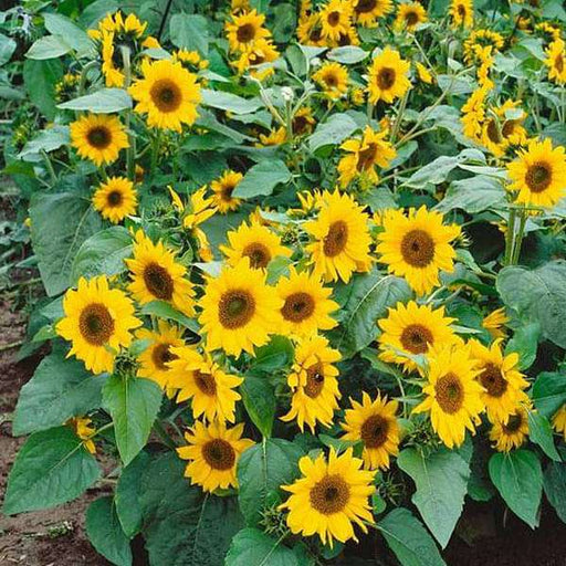 sunflower minature - flower seeds