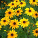 sunflower miniature - desi flower seeds