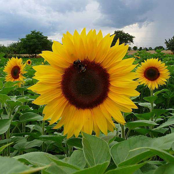 sunflower russian giant - desi flower seeds