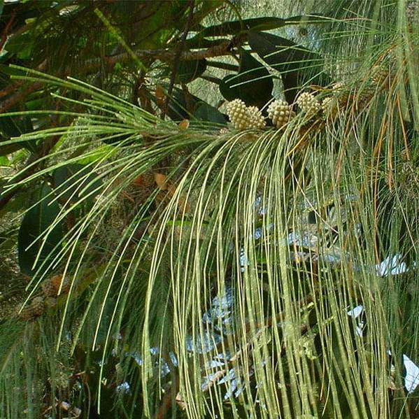 Fresh Conifer Seeds Online India — Nurserylive