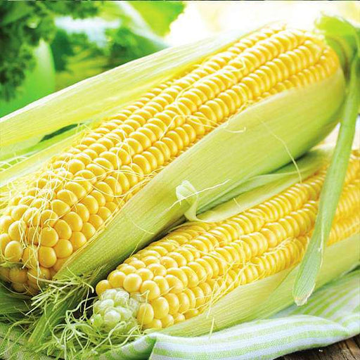 sweet corn f1 hybrid - vegetable seeds