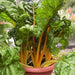 swiss chard bright yellow imported - vegetable seeds