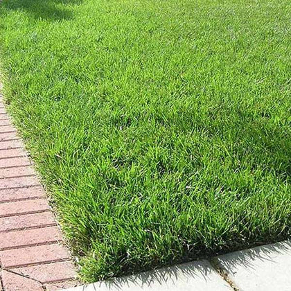 Buy Tall Fescue Lawn Grass kg Seeds online from Nurserylive