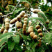 tamarindus indica - 0.5 kg seeds