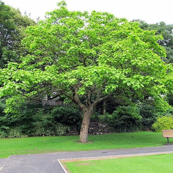 Buy Terminalia Arjuna, Arjun Tree