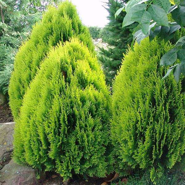 Buy Thuja Orientalis