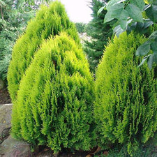 Buy Thuja Orientalis - 0.5 kg Seeds online from Nurserylive at lowest ...