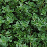 Thyme, Thymus vulgaris - Herb Seeds