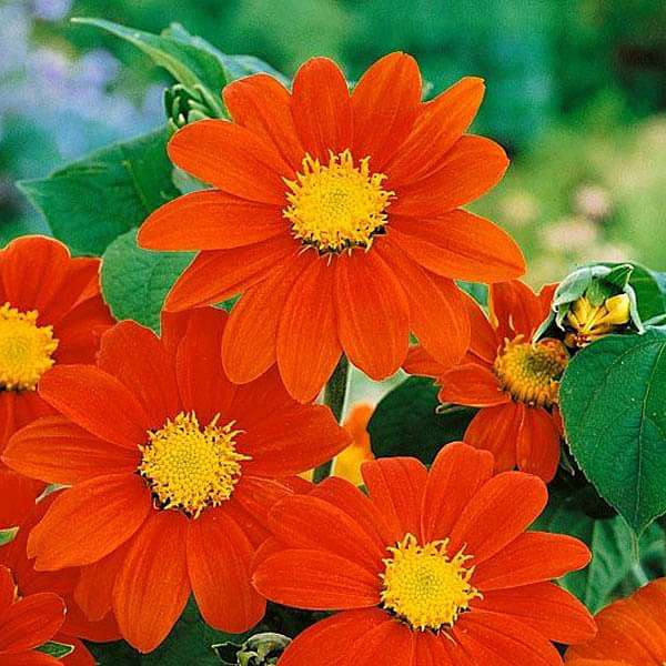 tithonia torch red - flower seeds