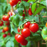 Tomato Cherry Red - Organic Vegetable Seeds