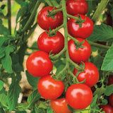 Tomato F1 Hybrid Sachriya - Vegetable Seeds
