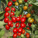 tomato f1 hybrid suhyana - vegetable seeds