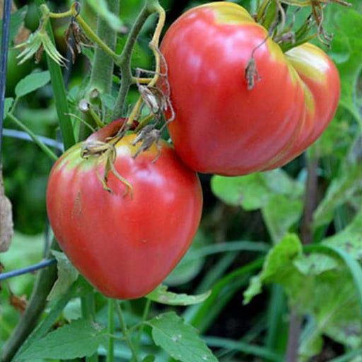 tomato imported oxheart - heirloom vegetable seeds