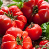 Tomato Marglobe - Heirloom Vegetable Seeds
