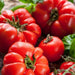 tomato marglobe - heirloom vegetable seeds