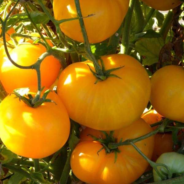 tomato oblate yellow - vegetable seeds