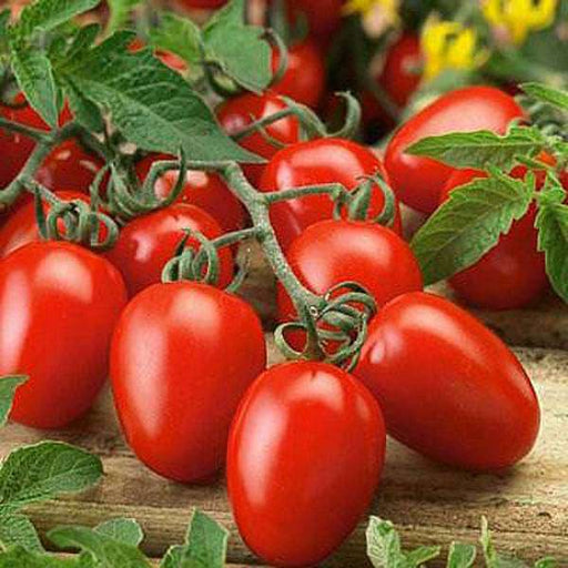 Buy Tomato Pusa - Desi Vegetable Seeds online from Nurserylive at lowest price.