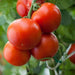 tomato roma vf - heirloom vegetable seeds