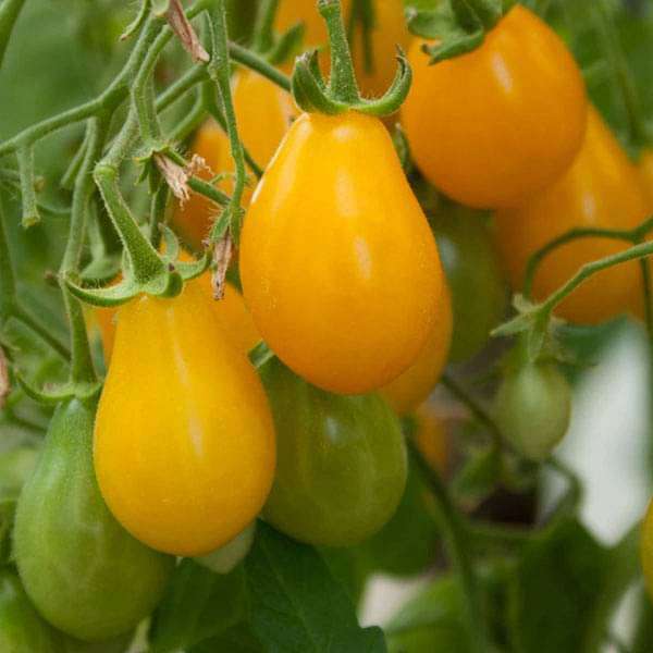 tomato yellow pear shaped - vegetable seeds