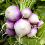 Turnip Imported, Turnip Purple Top - Vegetable Seeds