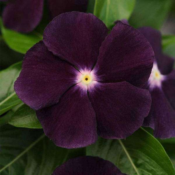 vinca f1 nana black purple - flower seeds