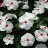Vinca F1 Nana Little Bright Eyes - Flower Seeds