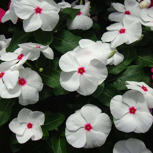 Buy Seeds online from Nurserylive at lowest price.