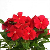 Vinca F1 Nana Rose - Flower Seeds