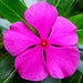 vinca rosea pink - desi flower seeds