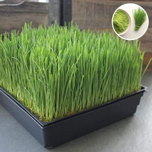 wheat grass green sprouts leaf - microgreen seeds