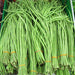 yard long imported beans - vegetable seeds